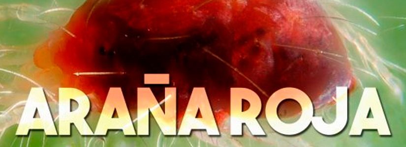 Ácaros tetraníquidos. Mejor conocidos como arañas rojas.