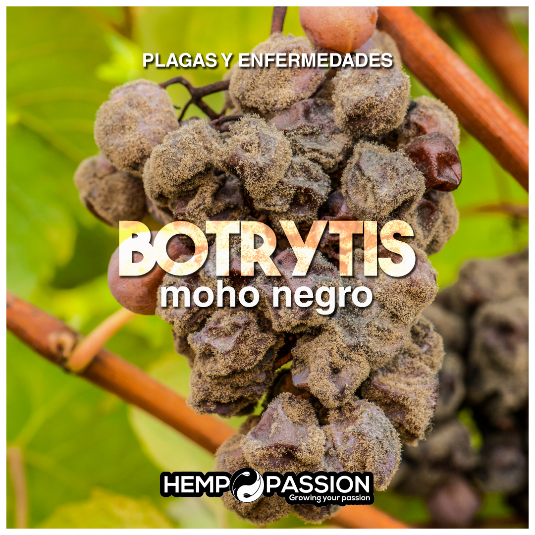 Botrytis cinerea