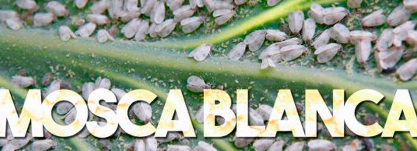 Mosca blanca.