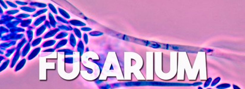 Fusarium. Hongo del Suelo.