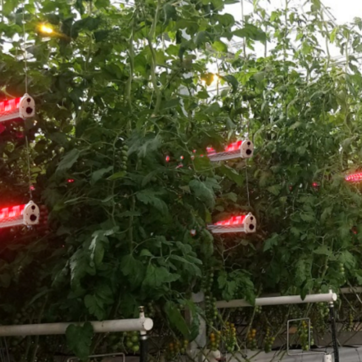 LED Under Canopy Cooltech 135w Patas metálicas Altura ajustable - Image 10